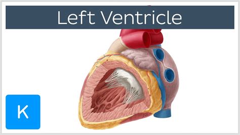 lv definition|left ventricle meaning.